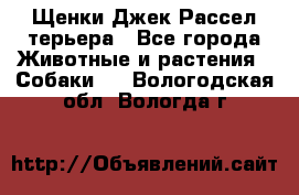 Щенки Джек Рассел терьера - Все города Животные и растения » Собаки   . Вологодская обл.,Вологда г.